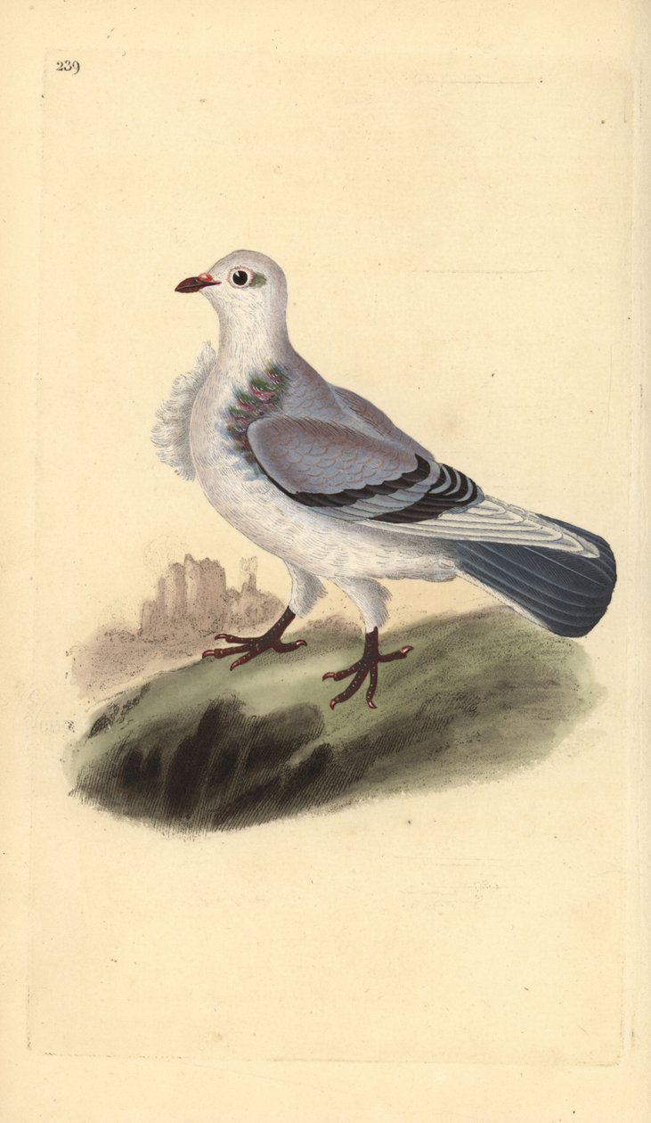 Turbit kyyhkynen, Columba livia domestica var. turbita. Käsinvärinen kuparilevy, jonka on piirtänyt ja kaivertanut Edward Donovan omasta "British Birds -luonnonhistoriastaan", Lontoossa tekijältä Edward Donovan