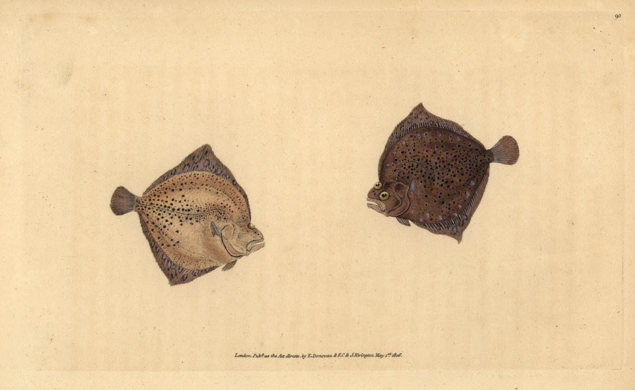 piikkikampela, Scophthalmus maximus (Cyclops flounder, Pleuronectes cyclops). Edward Donovanin käsin piirtämä ja kaiverrettu kuparilevy teoksesta Natural History of British Fishes, Donovan and F.C. and J. Rivington, Lontoo. tekijältä Edward Donovan