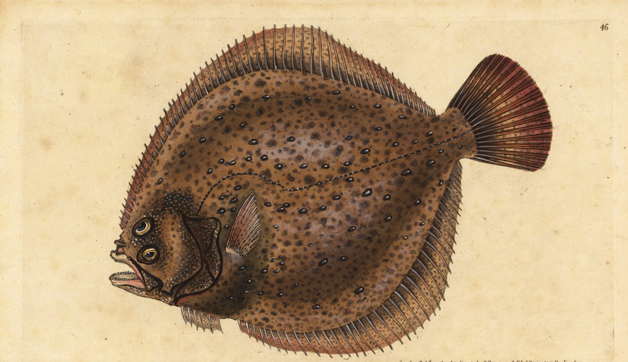 Piikkikampela, Scophthalmus maximus (Pleuronectes maximus). Käsinvärinen kuparilevy, jonka on piirtänyt ja kaivertanut Edward Donovan teoksestaan Natural History of British Fishes, Donovan and F.C. ja J. Rivington, Lontoo tekijältä Edward Donovan
