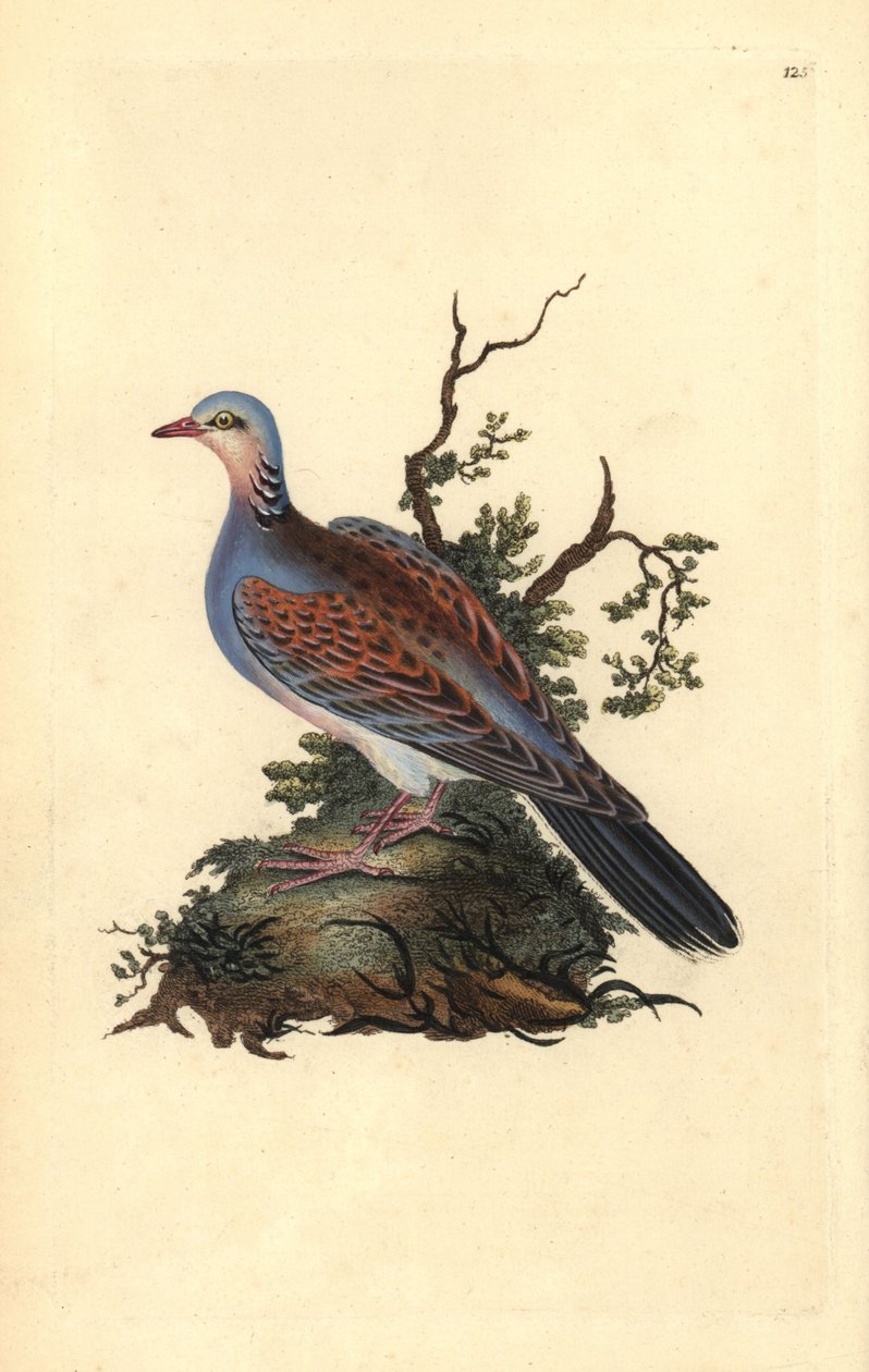 Turtle kyyhkynen, Streptopelia turtur. Käsinvärinen kuparilevy, jonka on piirtänyt ja kaivertanut Edward Donovan omasta "Britannian lintujen luonnonhistoriasta" (1794-1819). Edward Donovan (1768-1837) oli englantilais-irlantilainen amatöörieläintieteilijä, tekijältä Edward Donovan