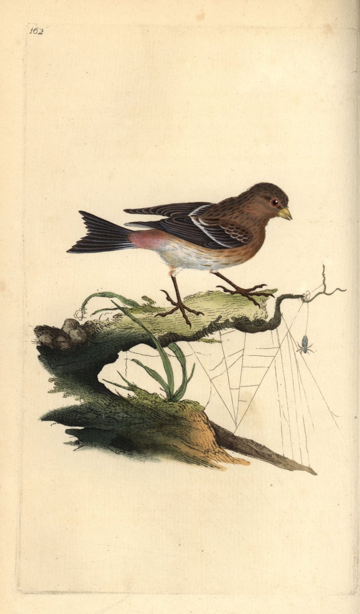 Twite, Carduelis flavirostris. Käsinvärinen kuparilevy, jonka on piirtänyt ja kaivertanut Edward Donovan omasta "British Birds -luonnonhistoriastaan", Lontoossa tekijältä Edward Donovan