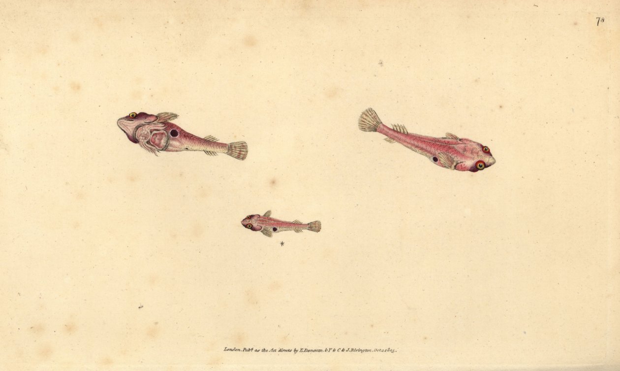 Kaksipilkkukala, Diplecogaster bimaculata bimaculata (Bimaculated tikkari, Cyclopterus bimaculatus). Käsinvärinen kuparilevy, jonka on piirtänyt ja kaivertanut Edward Donovan teoksestaan Natural History of British Fishes, Donovan and F.C. ja J. Rivington,  tekijältä Edward Donovan