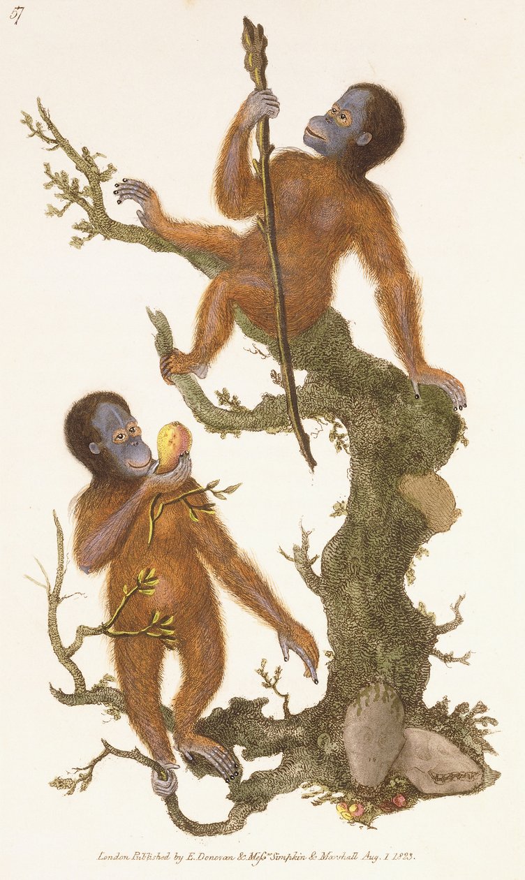 Kaksi kädellistä puussa, 1823 tekijältä Edward Donovan
