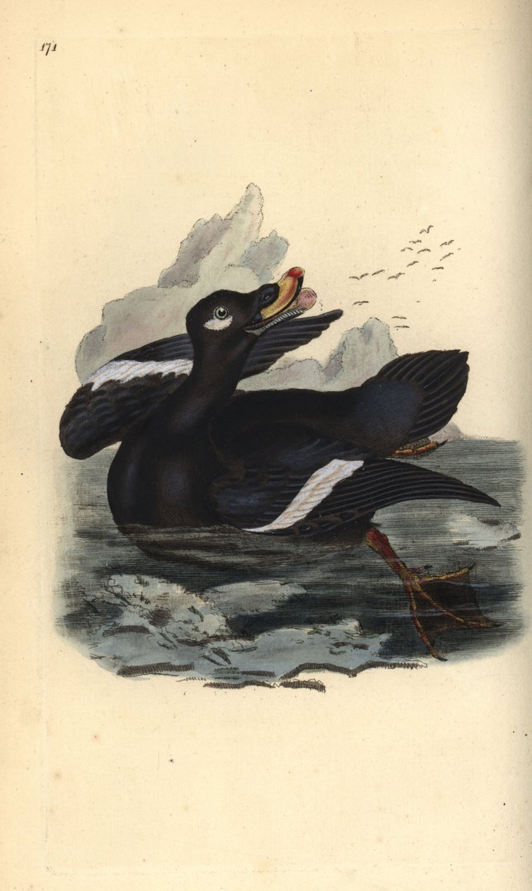 Velvet scoter, Melanitta fusca. Käsinvärinen kuparilevy, jonka on piirtänyt ja kaivertanut Edward Donovan omasta "British Birds -luonnonhistoriastaan", Lontoossa tekijältä Edward Donovan
