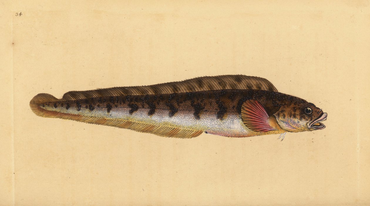 Elävä meriturska, Zoarces viviparus (Viviparus blenny, Blennius viviparus). Käsinvärinen kuparilevy, jonka on piirtänyt ja kaivertanut Edward Donovan teoksestaan Natural History of British Fishes, Donovan and F.C. ja J. Rivington, Lontoo tekijältä Edward Donovan