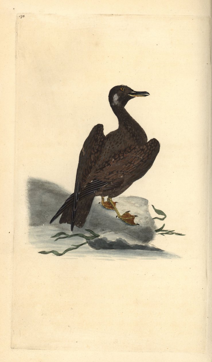 Wagel-lokki, Larus marinuksen poika. Käsinvärinen kuparilevy, jonka on piirtänyt ja kaivertanut Edward Donovan omasta "British Birds -luonnonhistoriastaan", Lontoossa tekijältä Edward Donovan