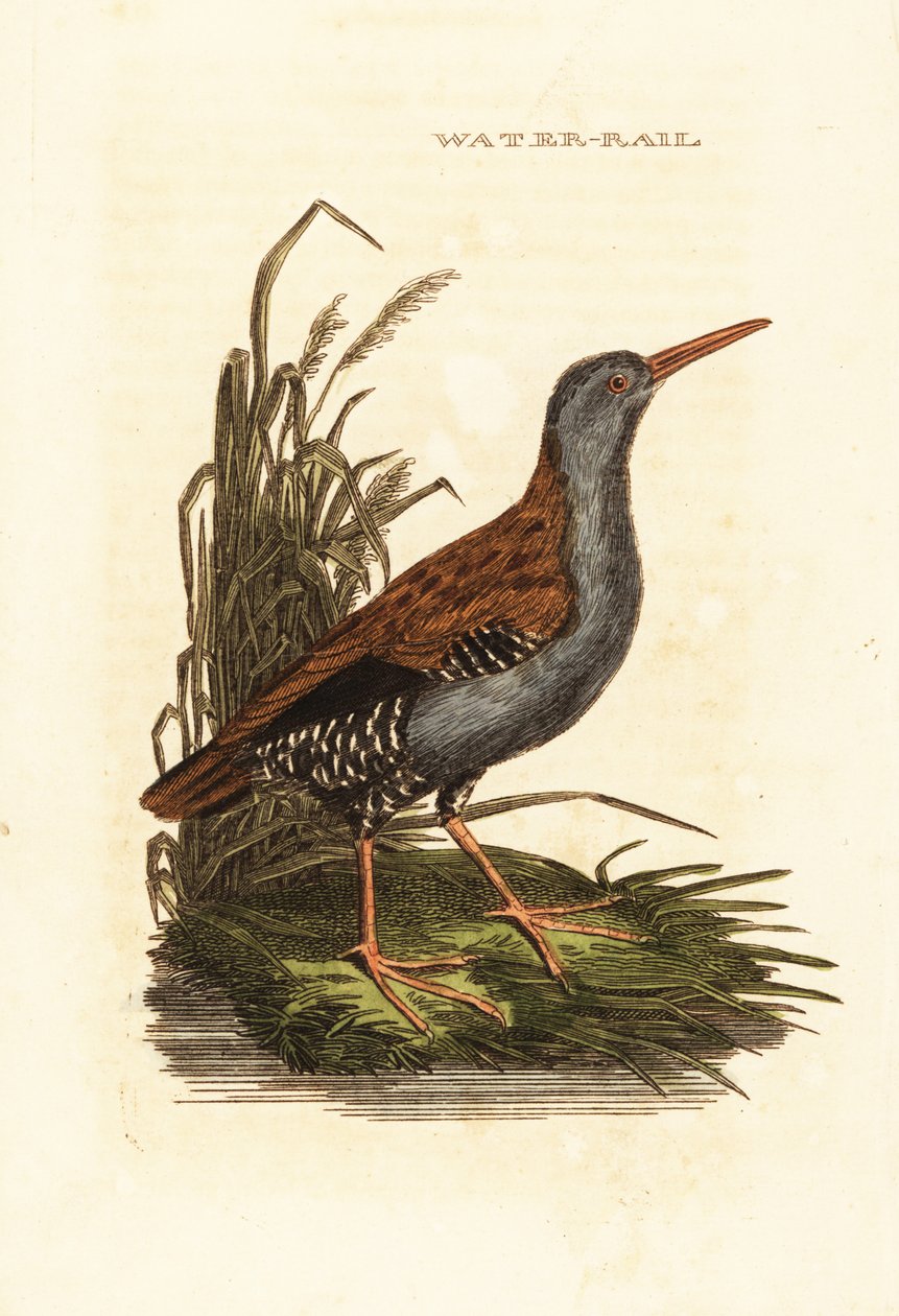 Vesikisko, Rallus aquaticus tekijältä Edward Donovan
