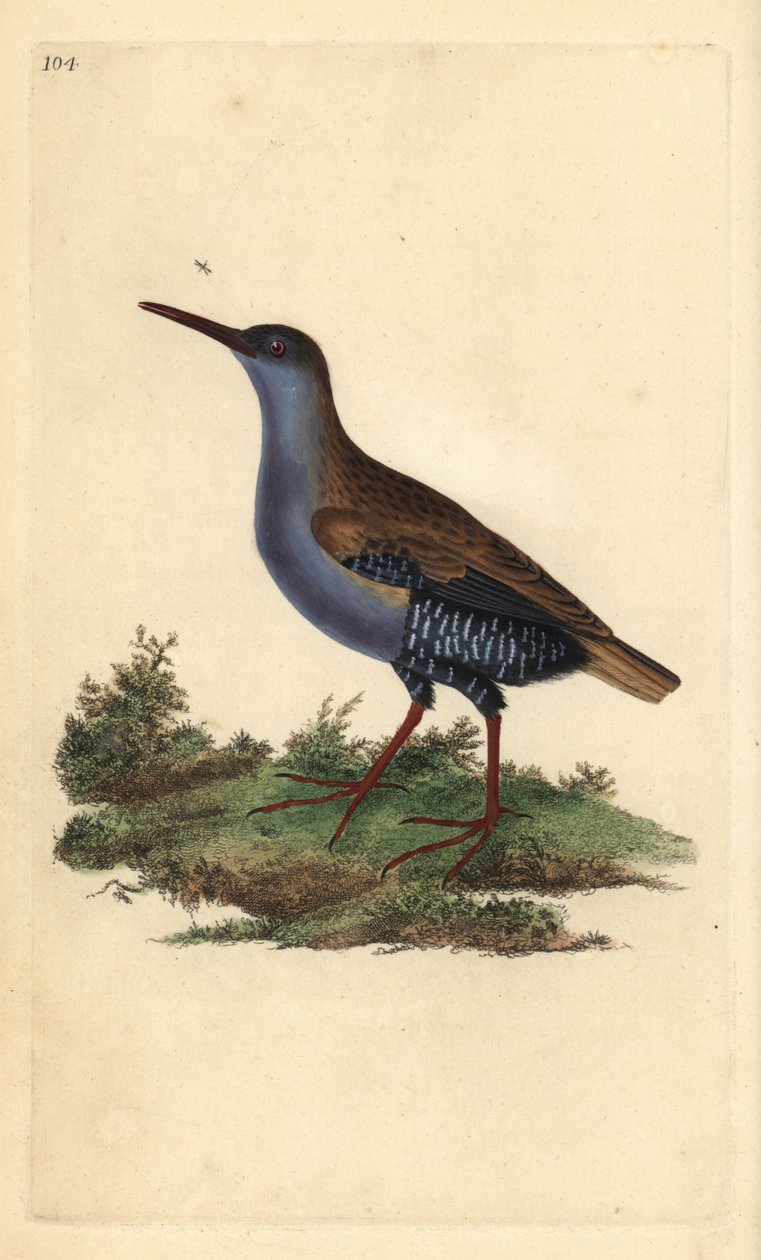 Vesikisko, Rallus aquaticus. Käsinvärinen kuparilevy, jonka on piirtänyt ja kaivertanut Edward Donovan omasta "British Birds -luonnonhistoriastaan", Lontoossa tekijältä Edward Donovan