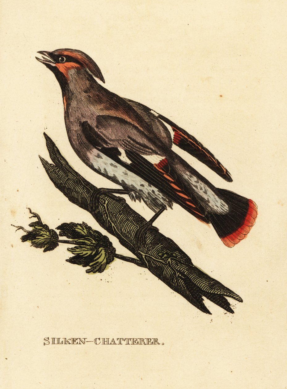 Waxen chatterer tai Bohemian waxwing, Bombycilla garrulus tekijältä Edward Donovan