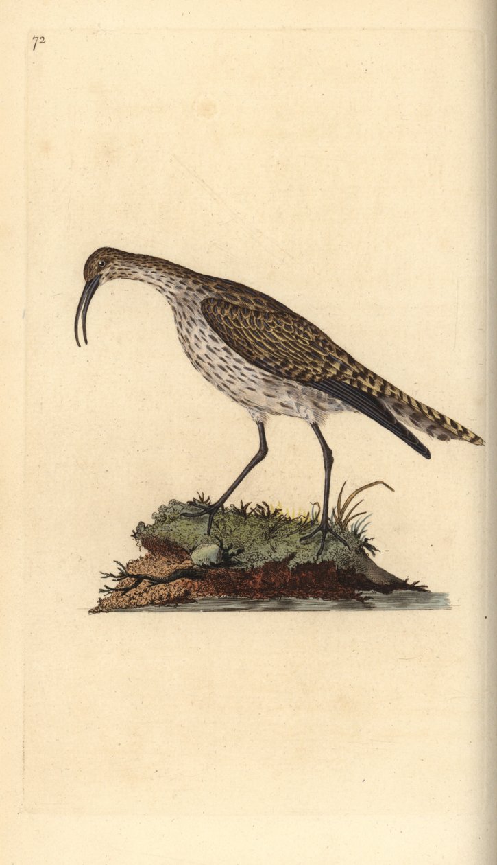 Whimbrel, Numenius phaeopus. Käsinvärinen kuparilevy, jonka on piirtänyt ja kaivertanut Edward Donovan omasta "British Birds -luonnonhistoriastaan", Lontoossa tekijältä Edward Donovan