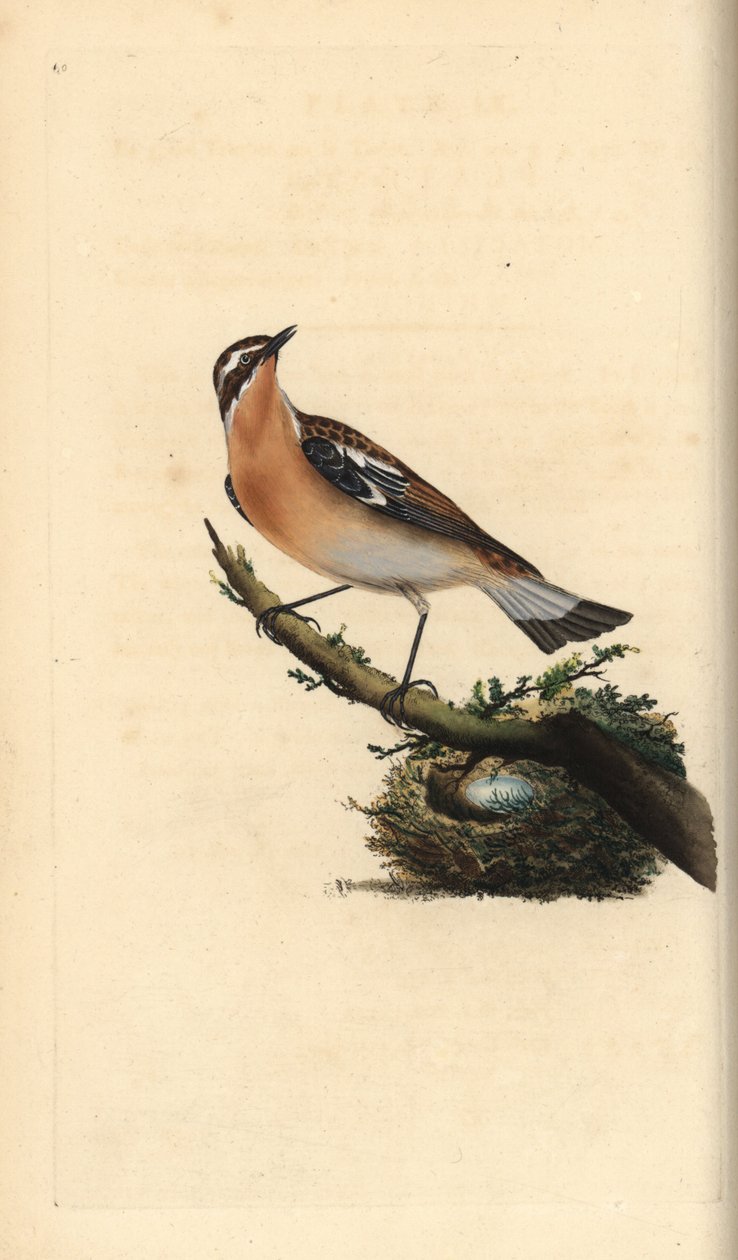 Whinchat, Saxicola rubetra. Käsinvärinen kuparilevy, jonka on piirtänyt ja kaivertanut Edward Donovan omasta "British Birds -luonnonhistoriastaan", Lontoossa tekijältä Edward Donovan