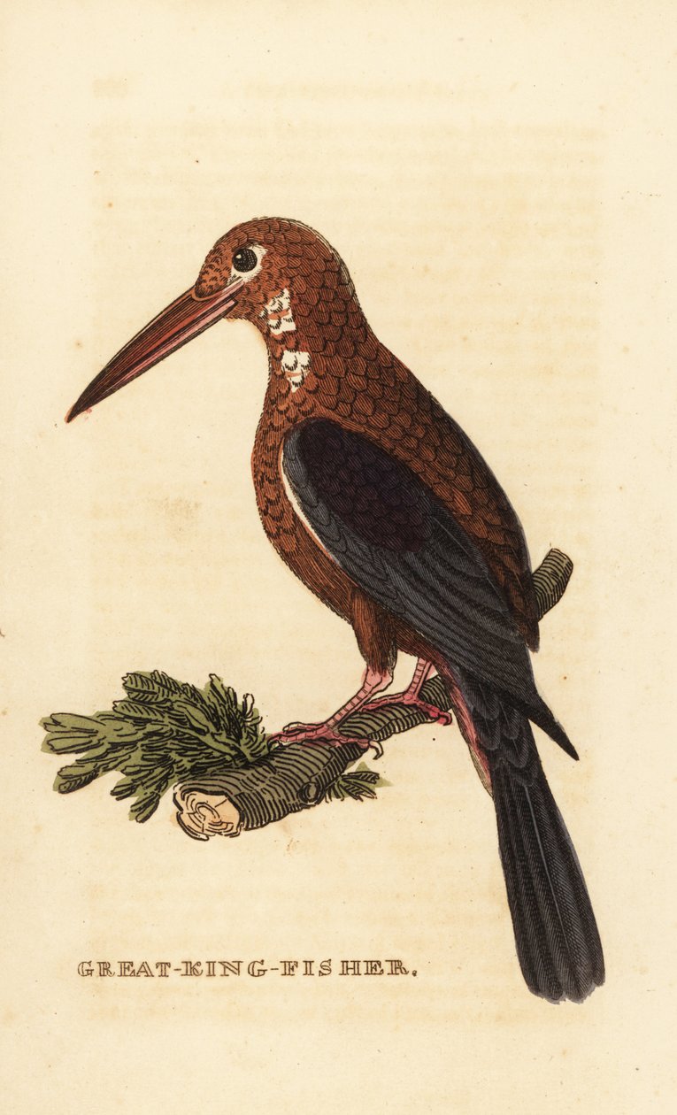 Valkokurkkukala, Halcyon smyrnensis tekijältä Edward Donovan