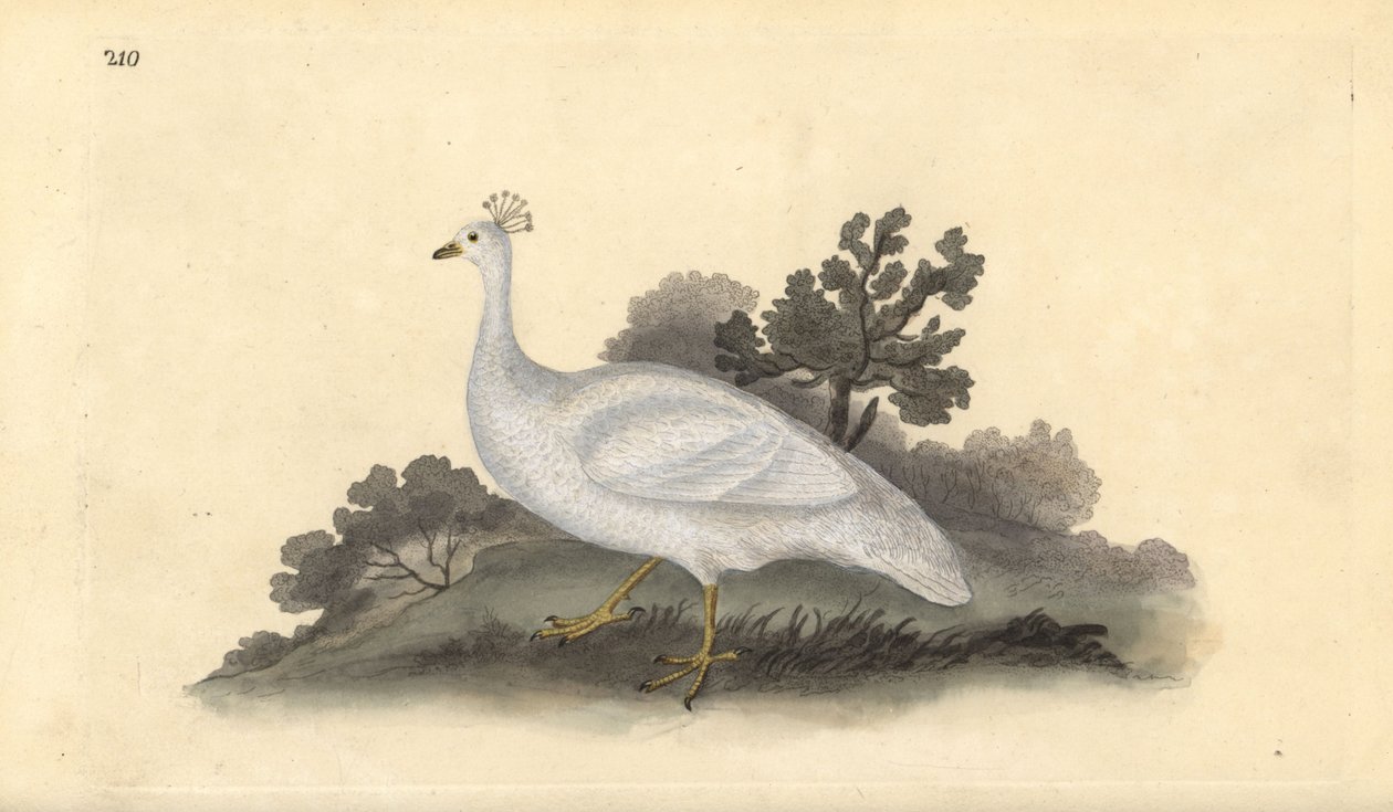 Valkohärkälintu (naaras), Pavo cristatus. Edward Donovanin käsin piirtämä ja kaiverrettu kuparilevy omasta "Natural History of British Birds" -teoksestaan, Lontoo. tekijältä Edward Donovan