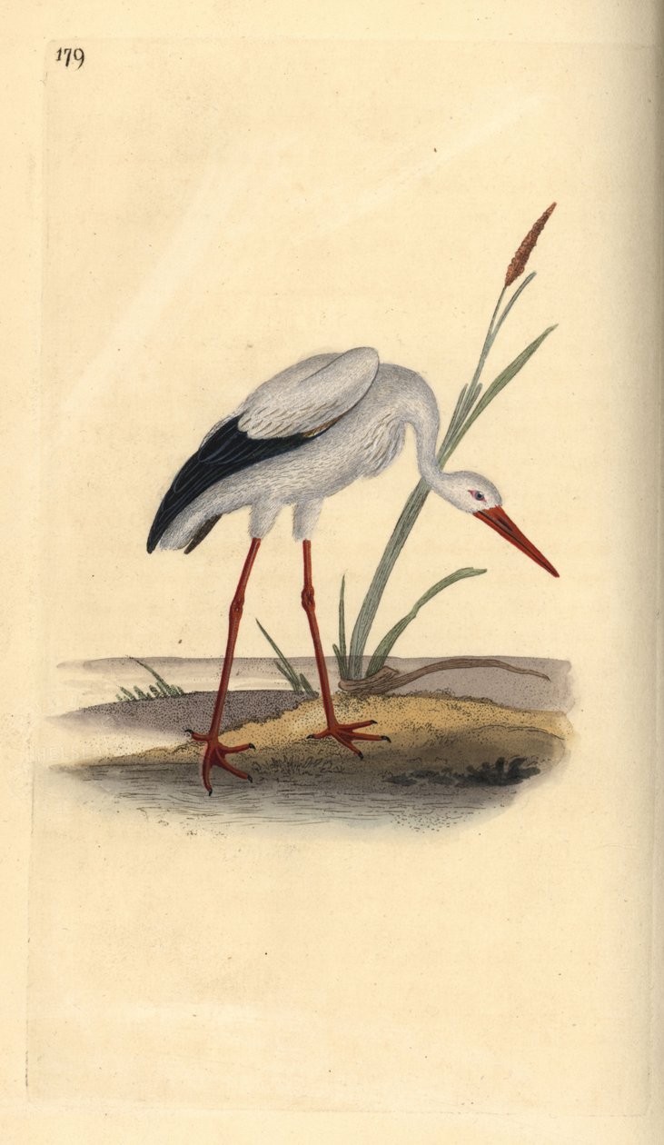 Valkohaikara, Ciconia ciconia. Edward Donovanin käsin piirtämä ja kaiverrettu kuparilevy omasta "Natural History of British Birds" -teoksestaan, Lontoo. tekijältä Edward Donovan