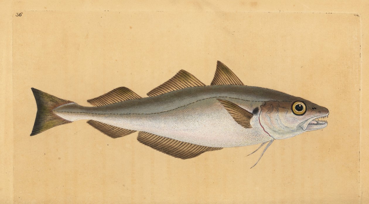 Valkoturska, Merlangius merlangus (Gadus merlangus). Käsinvärinen kuparilevy, jonka on piirtänyt ja kaivertanut Edward Donovan teoksestaan Natural History of British Fishes, Donovan and F.C. ja J. Rivington, Lontoo tekijältä Edward Donovan