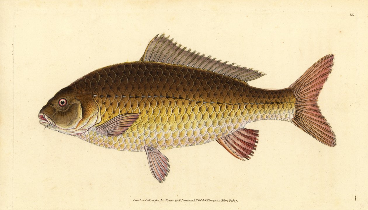 Villi karppi, Cyprinus carpio. Haavoittuva. Edward Donovanin käsin piirtämä ja kaiverrettu kuparilevy teoksesta Natural History of British Fishes, Donovan and F.C. and J. Rivington, Lontoo. tekijältä Edward Donovan