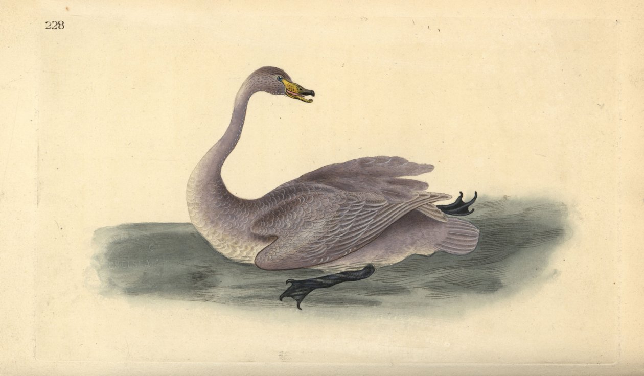 Villijoutsen (epäkypsä), Cygnus cygnus, höyhenpeite siirtymävaiheessa valkoiseksi. Käsinvärinen kuparilevy, jonka on piirtänyt ja kaivertanut Edward Donovan omasta "British Birds -luonnonhistoriastaan", Lontoossa tekijältä Edward Donovan