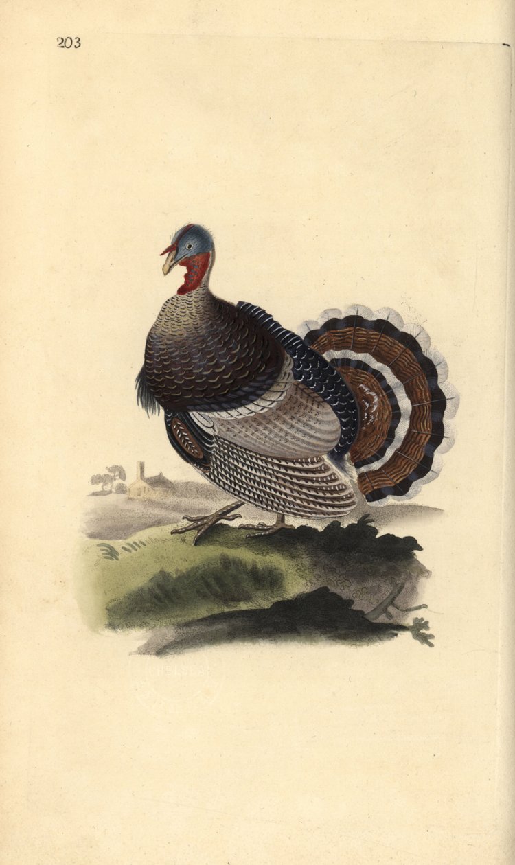 Villi kalkkuna, Meleagris gallopavo. Käsinvärinen kuparilevy, jonka on piirtänyt ja kaivertanut Edward Donovan omasta "British Birds -luonnonhistoriastaan", Lontoossa tekijältä Edward Donovan