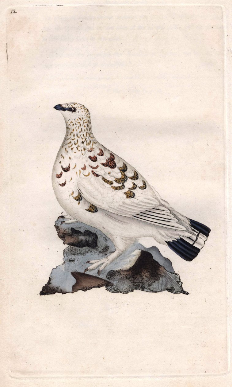 Willow Pagopede. Lagopus lagopus (Tetrao lagopus). Edward Donovanin (1768-1837) kuparikaiverrus, julkaistu Lontoon Histoire naturelle des oiseaux britanniques -lehdessä tekijältä Edward Donovan