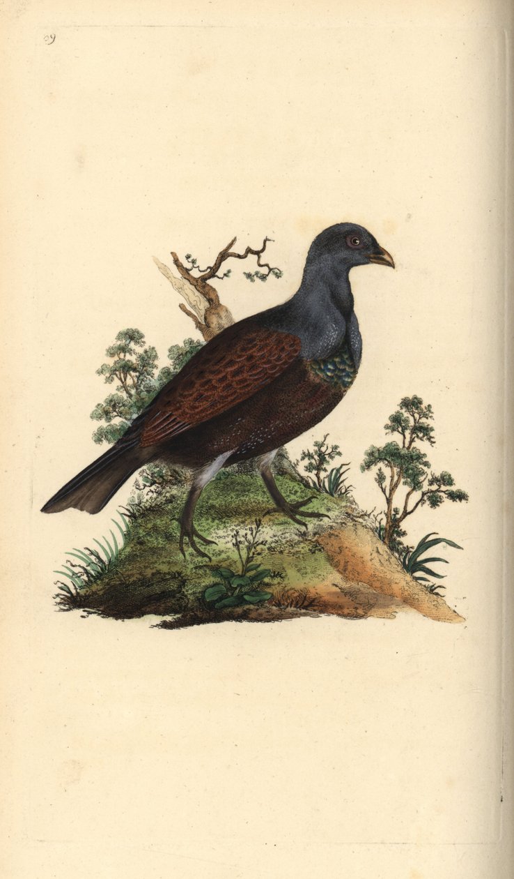 Metsuri, Tetrao urogallus. Käsinvärinen kuparilevy, jonka on piirtänyt ja kaivertanut Edward Donovan omasta "British Birds -luonnonhistoriastaan", Lontoossa tekijältä Edward Donovan