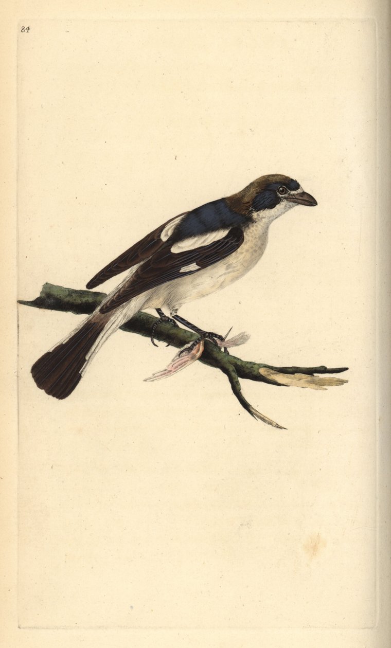 Woodchat shrike, Lanius-senaattori. Käsinvärinen kuparilevy, jonka on piirtänyt ja kaivertanut Edward Donovan omasta "British Birds -luonnonhistoriastaan", Lontoossa tekijältä Edward Donovan
