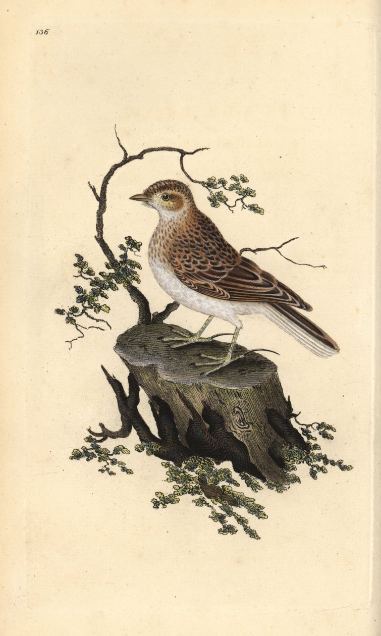 Woodlark, Lullula arborea. Käsinvärinen kuparilevy, jonka on piirtänyt ja kaivertanut Edward Donovan omasta "British Birds -luonnonhistoriastaan", Lontoossa tekijältä Edward Donovan