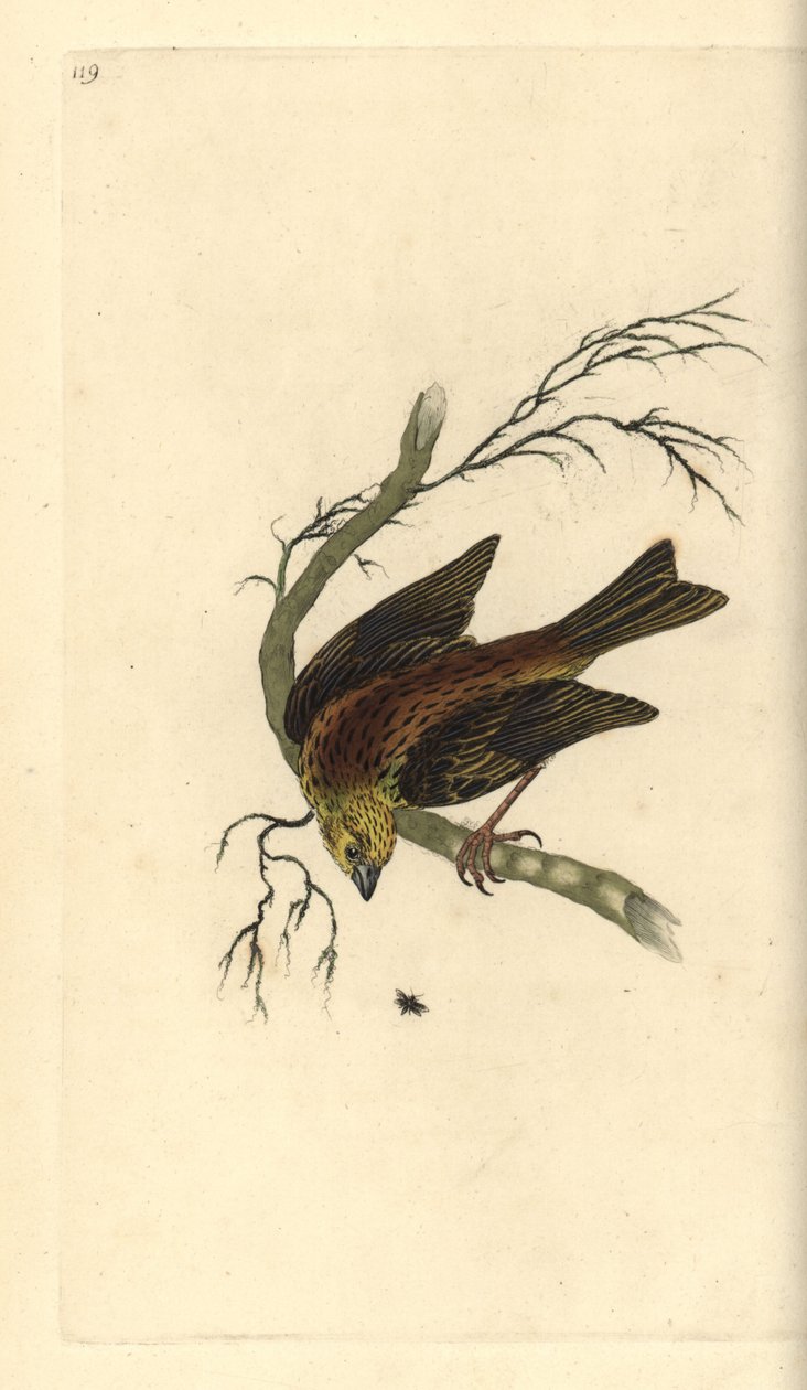 Keltainen vasara, Emberiza citrinella. Käsinvärinen kuparilevy, jonka on piirtänyt ja kaivertanut Edward Donovan omasta "British Birds -luonnonhistoriastaan", Lontoossa tekijältä Edward Donovan