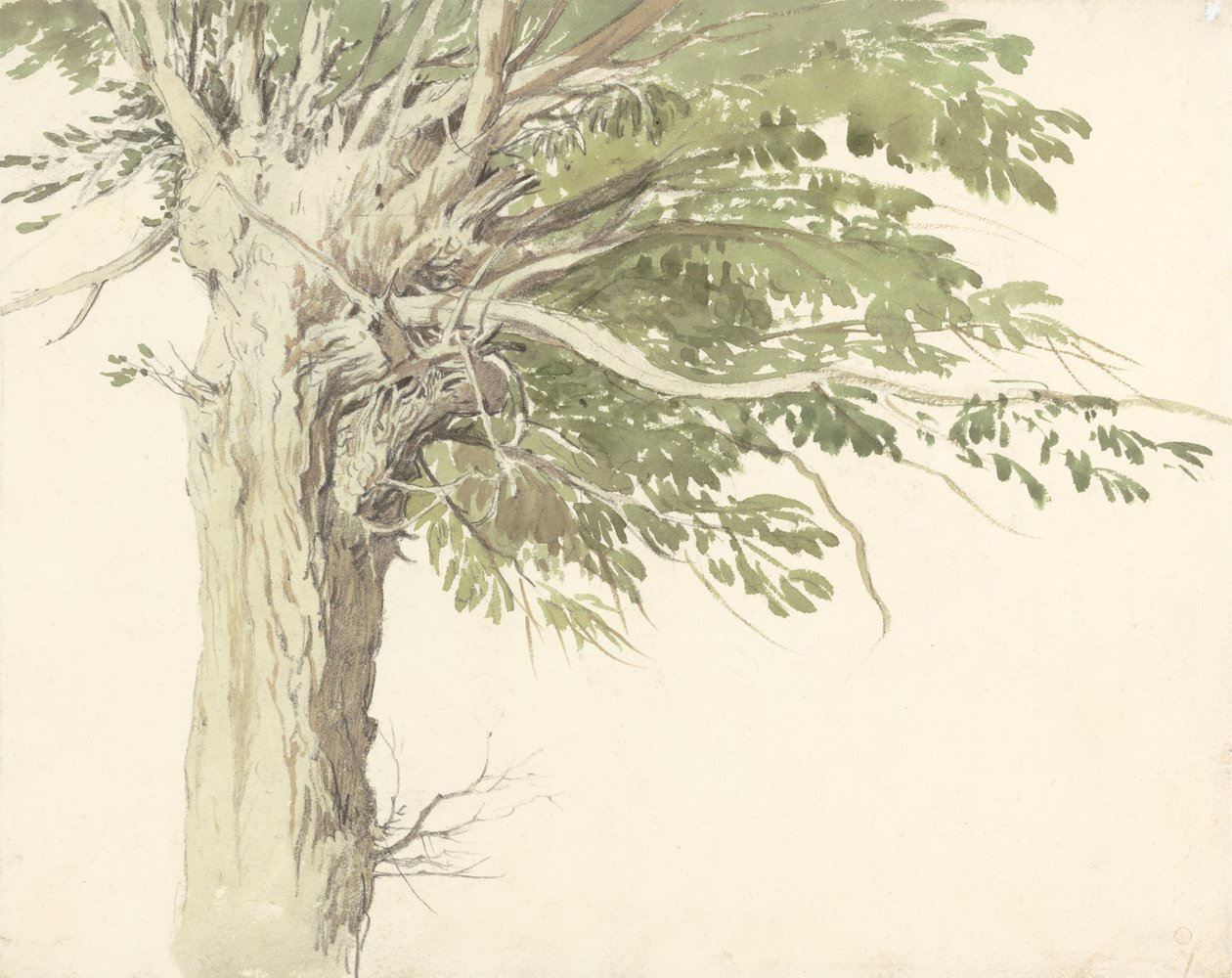 Tutkimus pollared Tree - paju tekijältä Edward Duncan