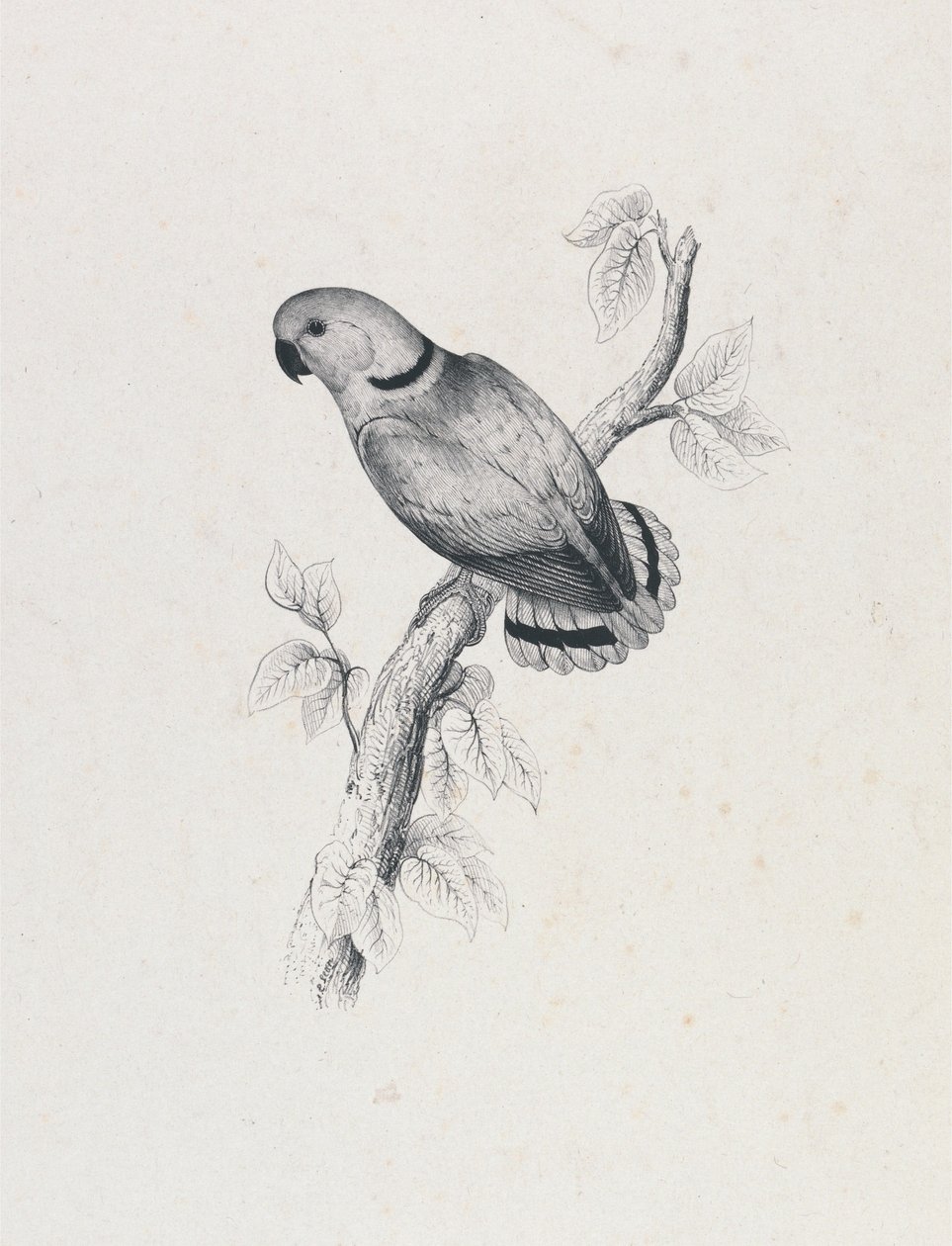 (Swindernin papukaija) (kuva 42) tekijältä Edward Lear