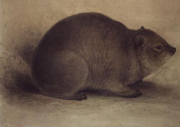 Rock Hyrax tekijältä Edward Lear