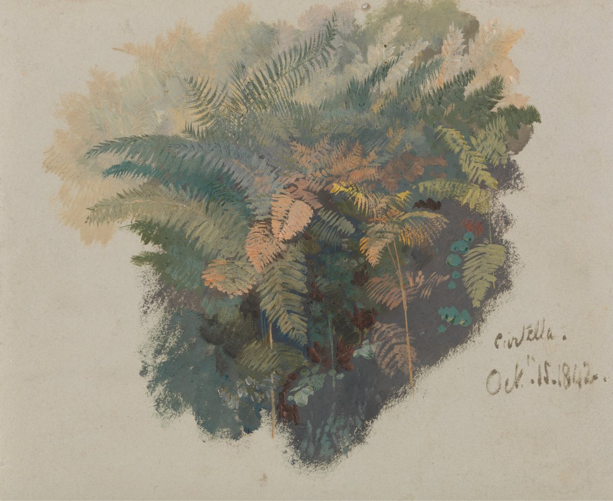 Tutkimus saniaisista, Civitella tekijältä Edward Lear