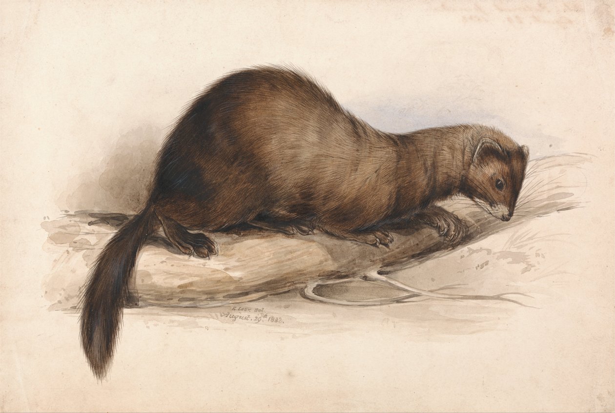 A Weasel tekijältä Edward Lear