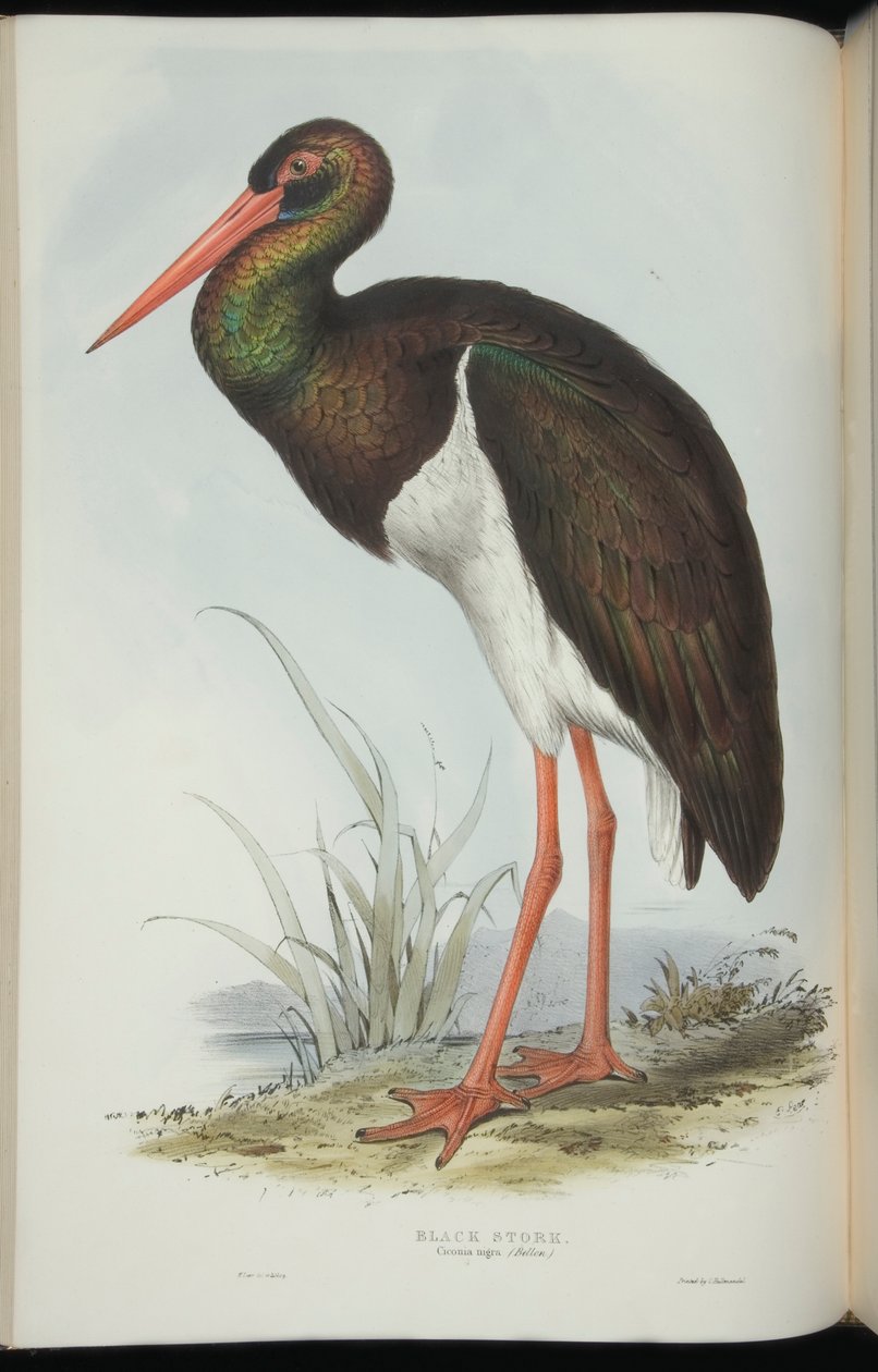 Black Stork, John Gouldin "Euroopan linnuista". tekijältä Edward Lear