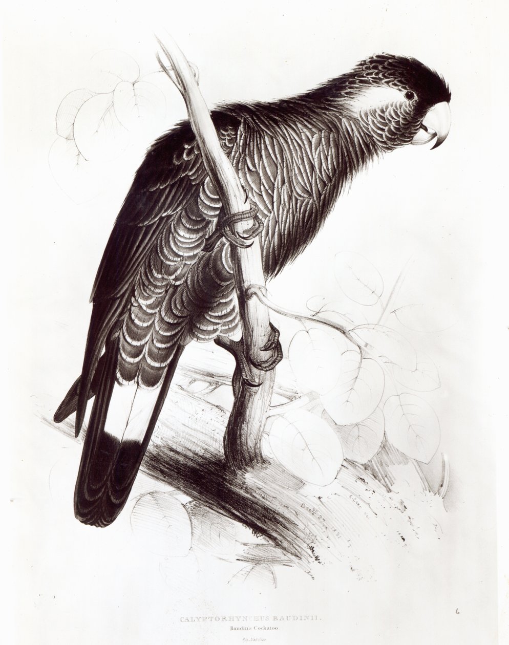 Calyptorhynchus Baudinii eli Baudinin kakadu, 1832 (litho) (bw kuva) tekijältä Edward Lear