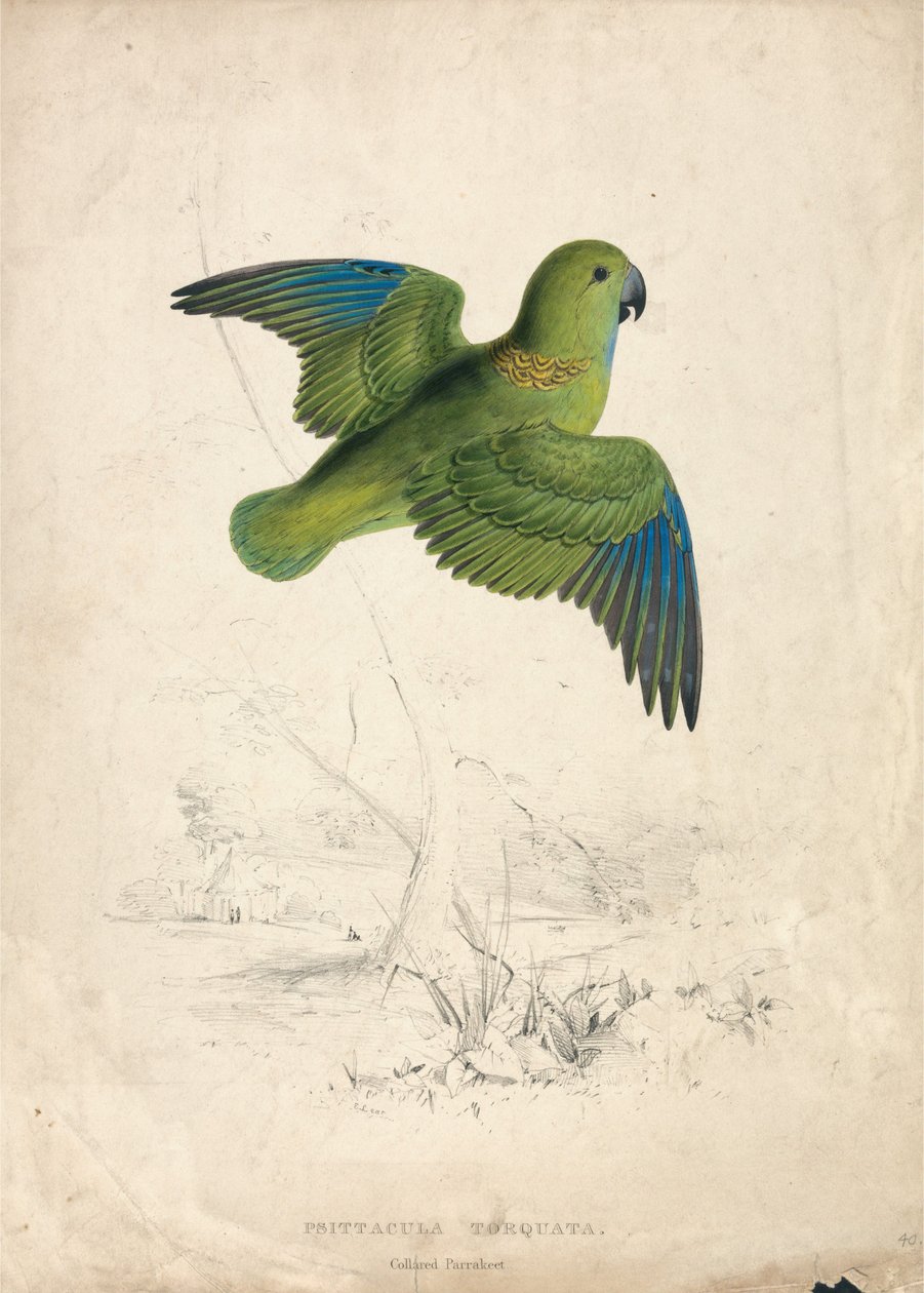 Kauluspapukaija (kuva 40) tekijältä Edward Lear