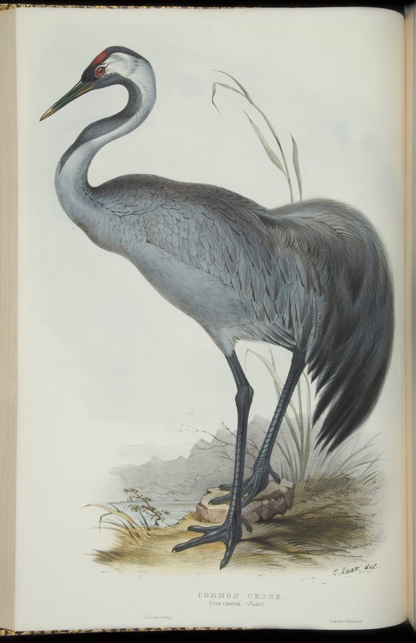 Common Crane, John Gouldin teoksesta The Birds of Europe tekijältä Edward Lear