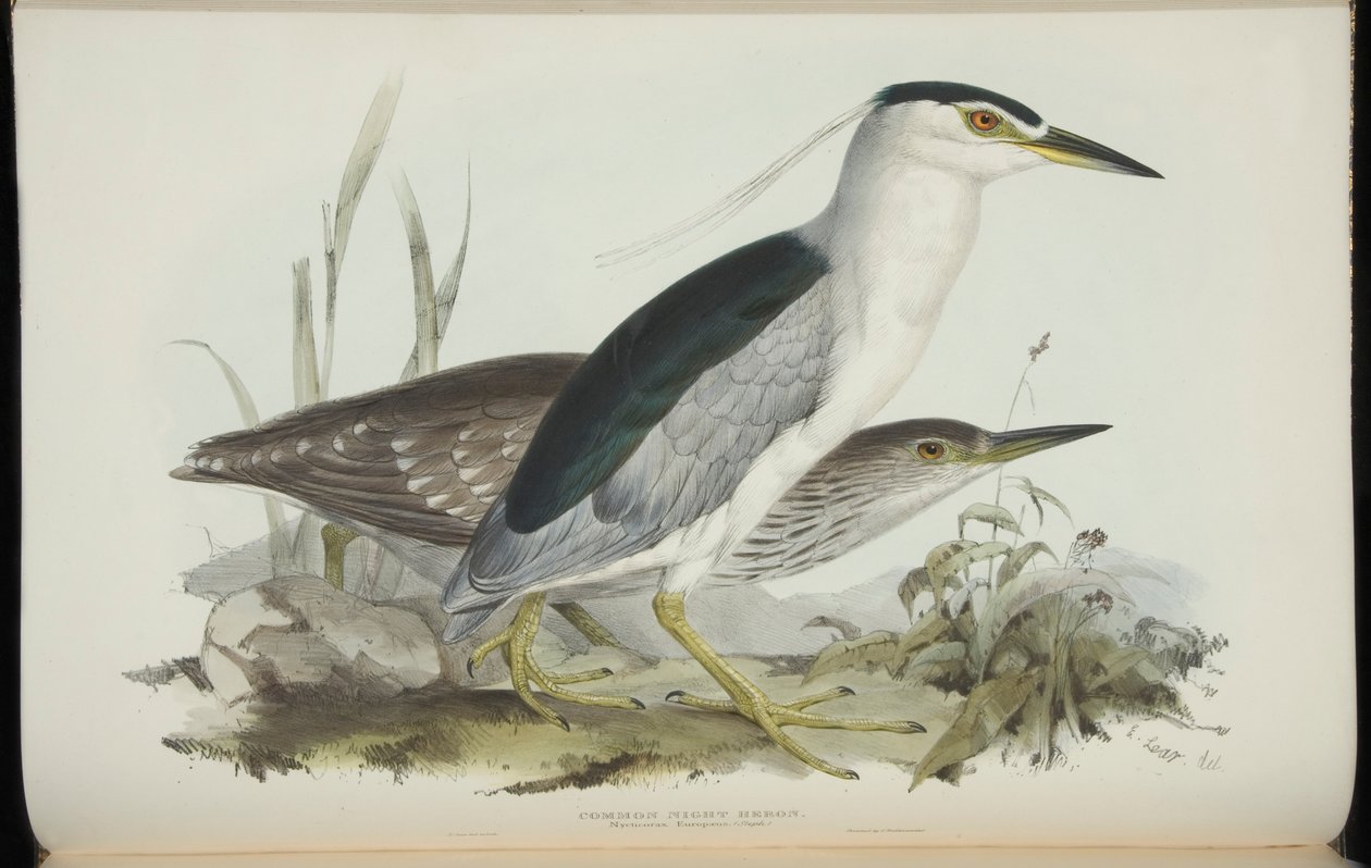 Common Night Heron, John Gouldin "Euroopan linnuista". tekijältä Edward Lear