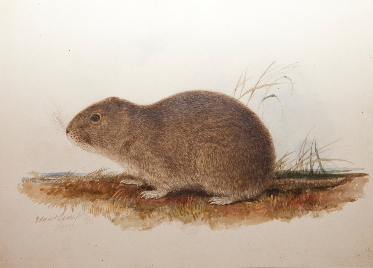 Ctenomys magellanicus, 1836 tekijältä Edward Lear