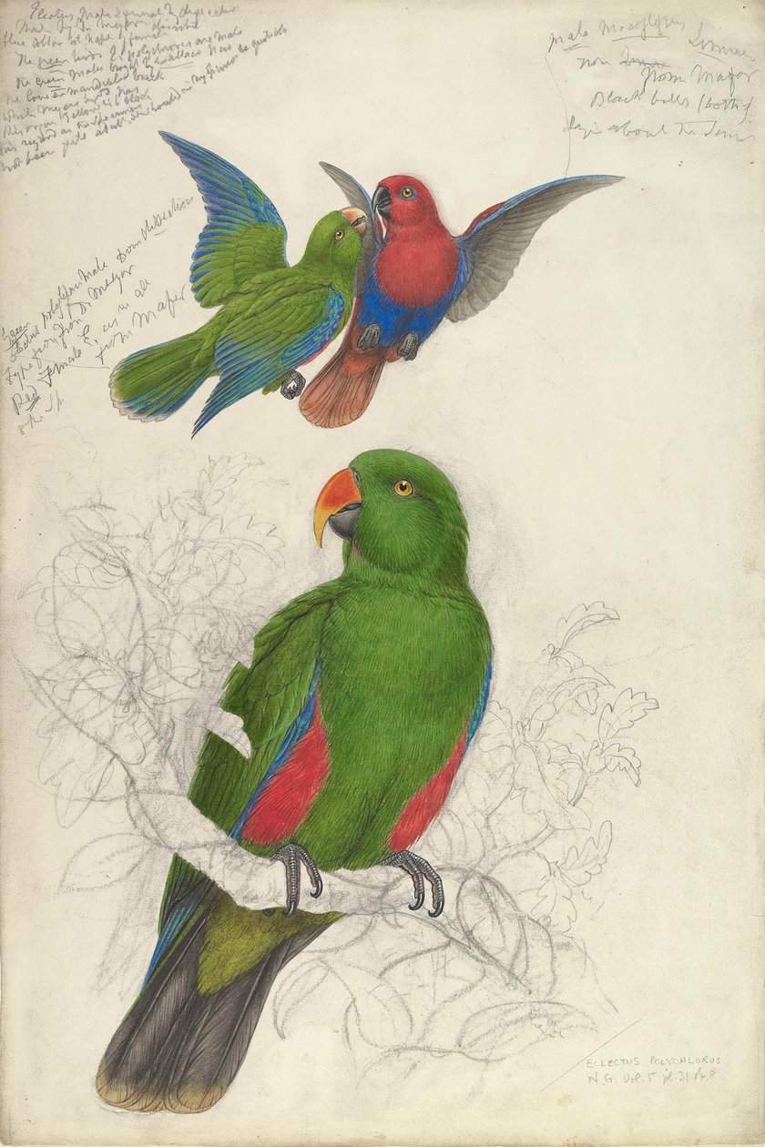 Eclectus Roratus Polychloros, n. 1830-32. tekijältä Edward Lear