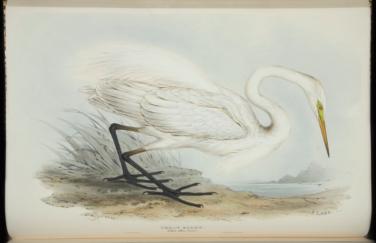 Great Egret, John Gouldin "Euroopan linnuista". tekijältä Edward Lear