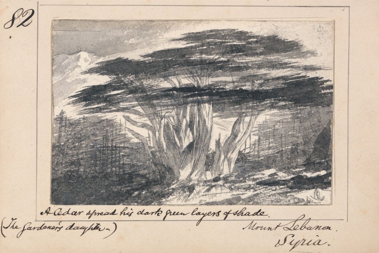 Kuvitus Tennysonin runoon ”The Gardener’s Daughter”: Libanonvuori, Syyria – ”Setri levitti tummanvihreät varjokerroksensa” tekijältä Edward Lear