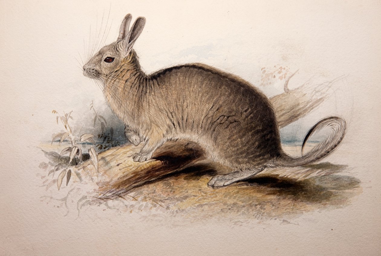 Lagotis cuvieri, 1833 tekijältä Edward Lear