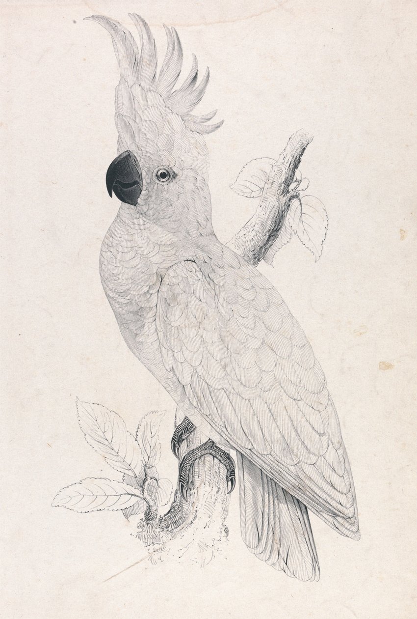 Pikkurikkikakadu (kuva 4) tekijältä Edward Lear