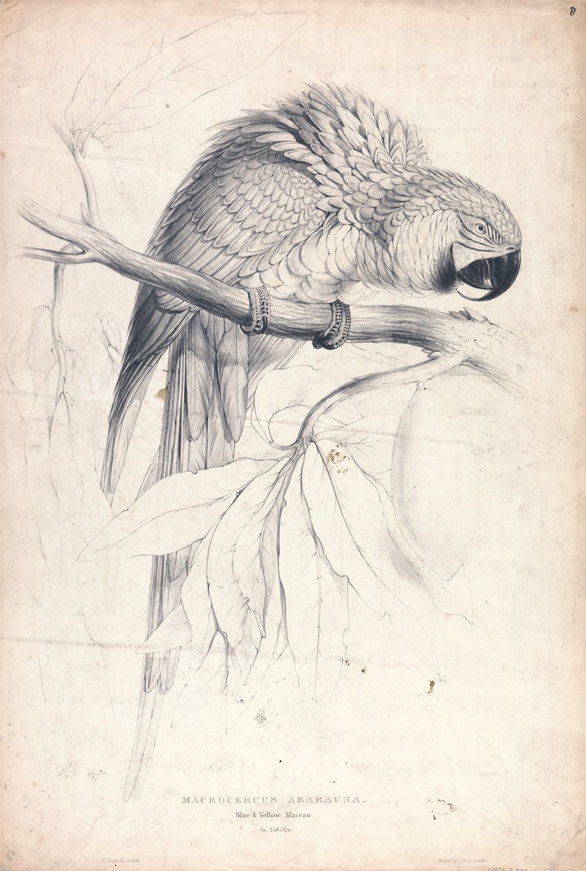Macrocerus Ararauna / Sinikeltainen ara / 2/3 luonnollisesta koosta (kuva 8) tekijältä Edward Lear