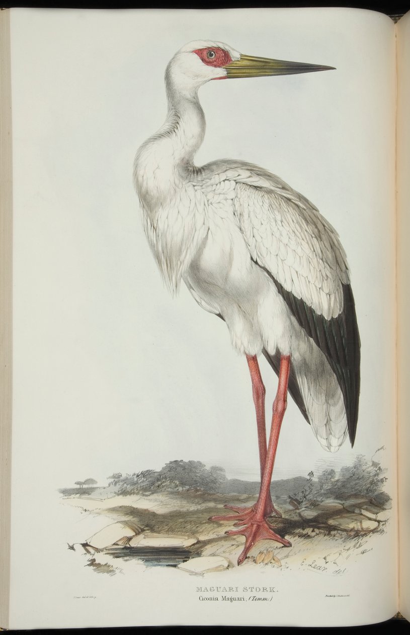 Maguari Stork, John Gouldin "Euroopan linnuista". tekijältä Edward Lear