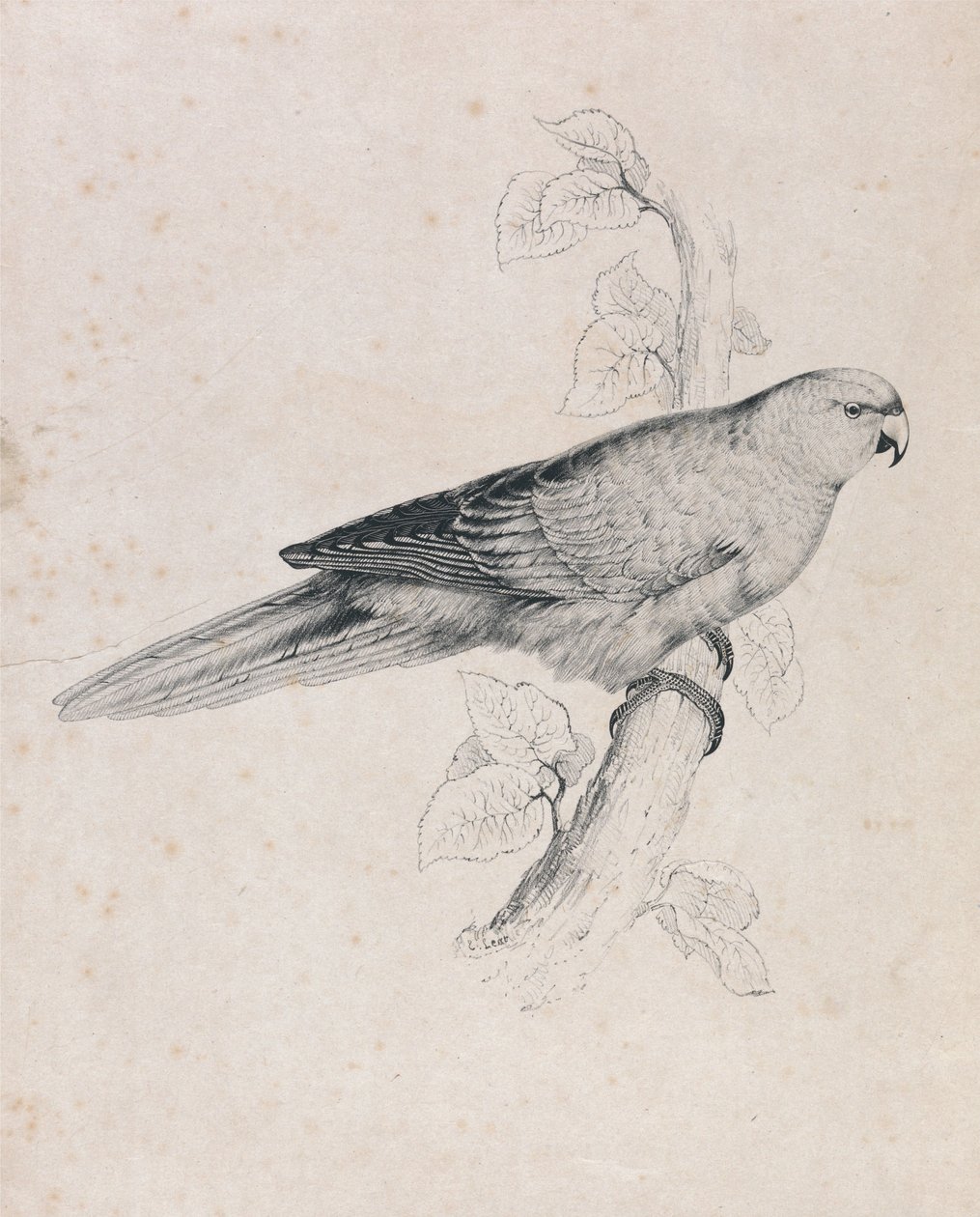 Tyynenmeren papukaija (kuva 26) tekijältä Edward Lear