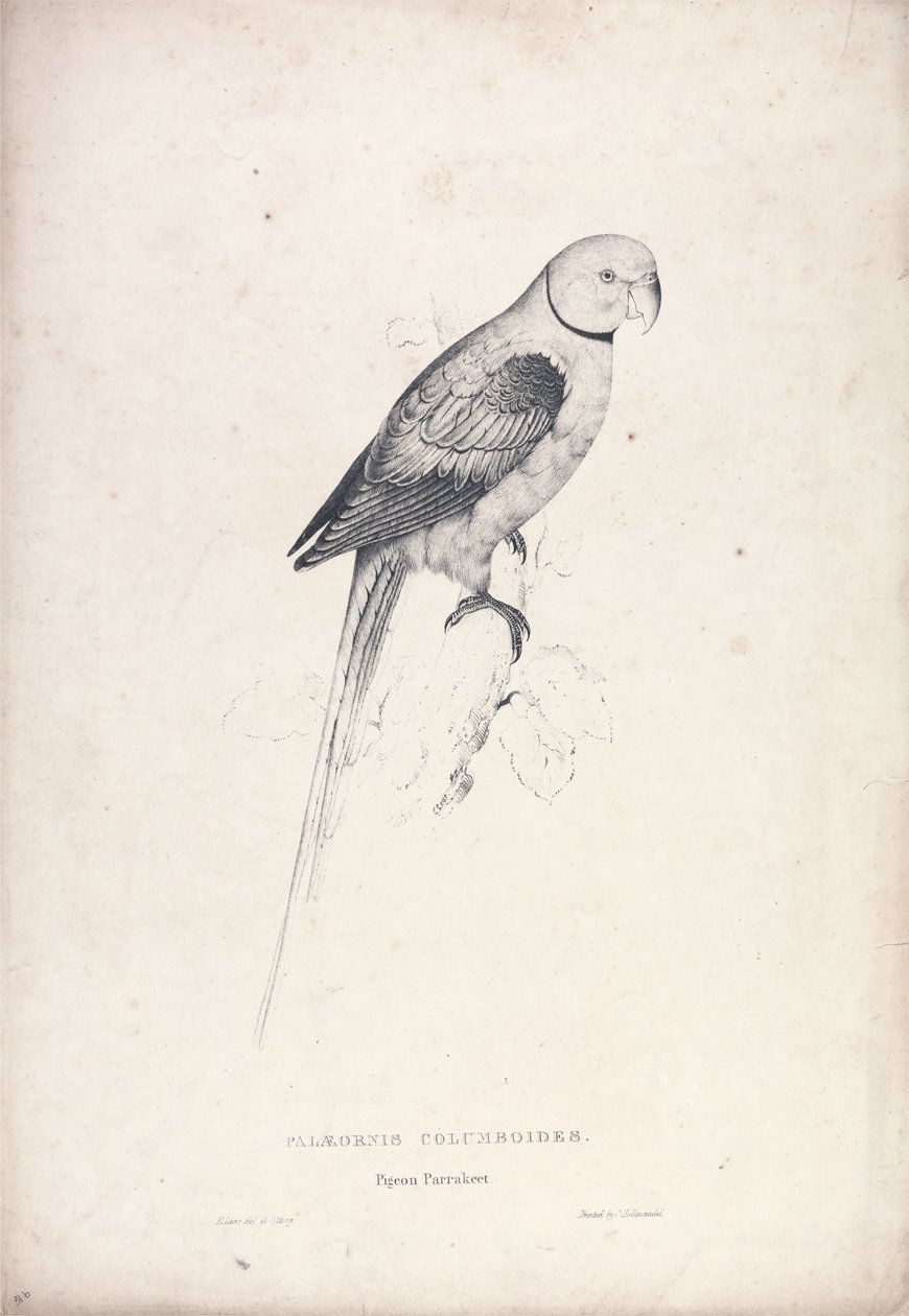Palaeornia Columbiodes / Kyyhkypapukaija (kuva 31) tekijältä Edward Lear