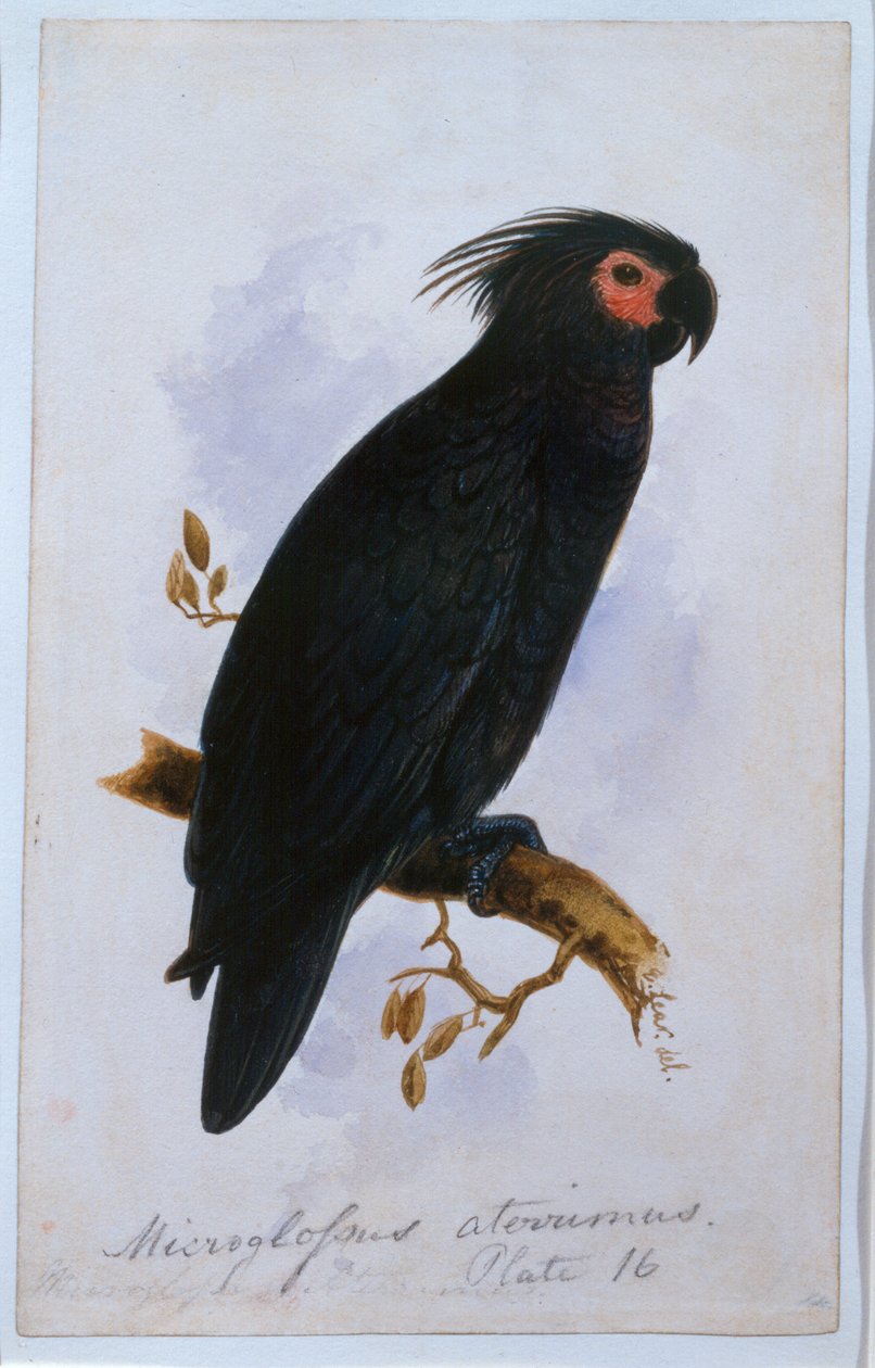 Huonekalut ja erilaiset esineet 1100- ja 1300-luvuilta tekijältä Edward Lear