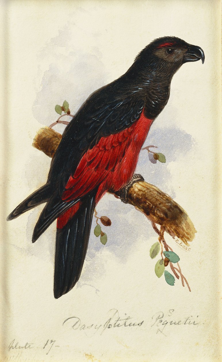 Pesquetin Dasyptilus tekijältä Edward Lear