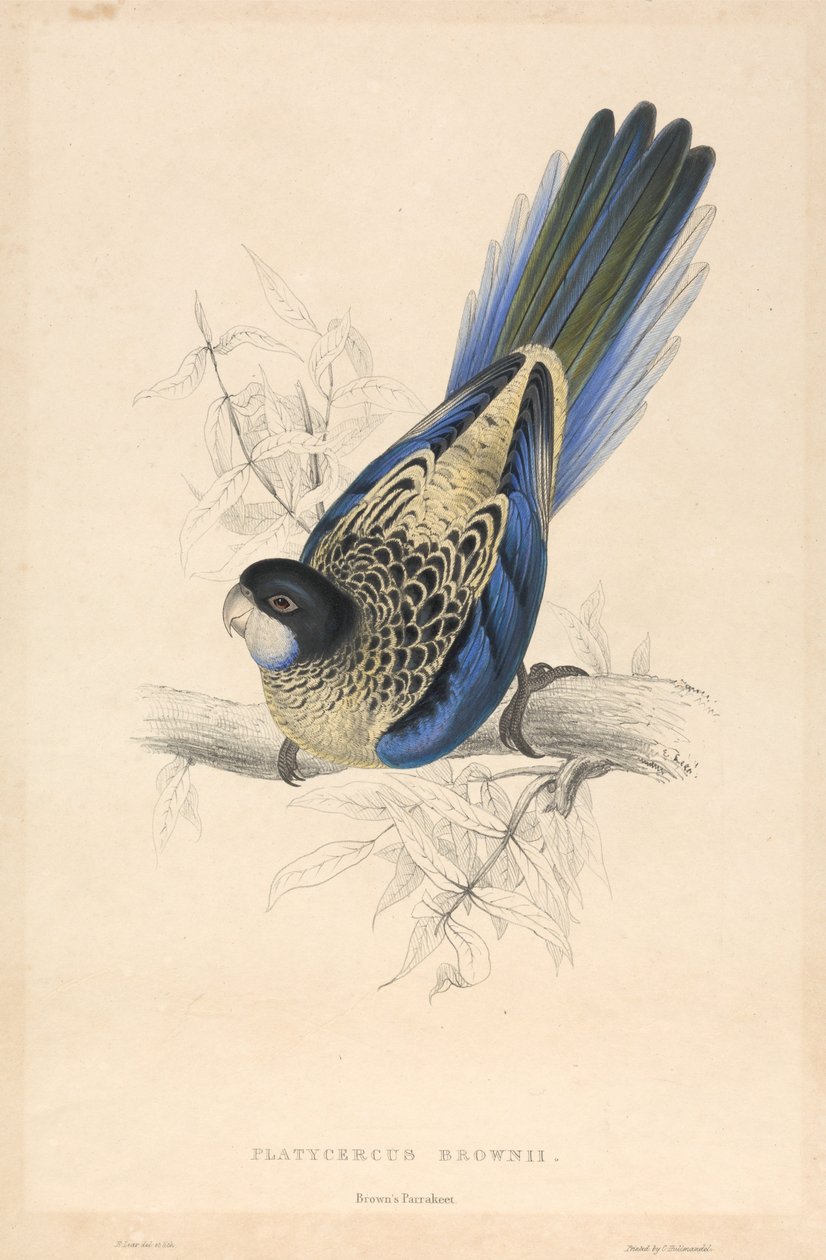 Platycercus brownii / Brownin papukaija tekijältä Edward Lear